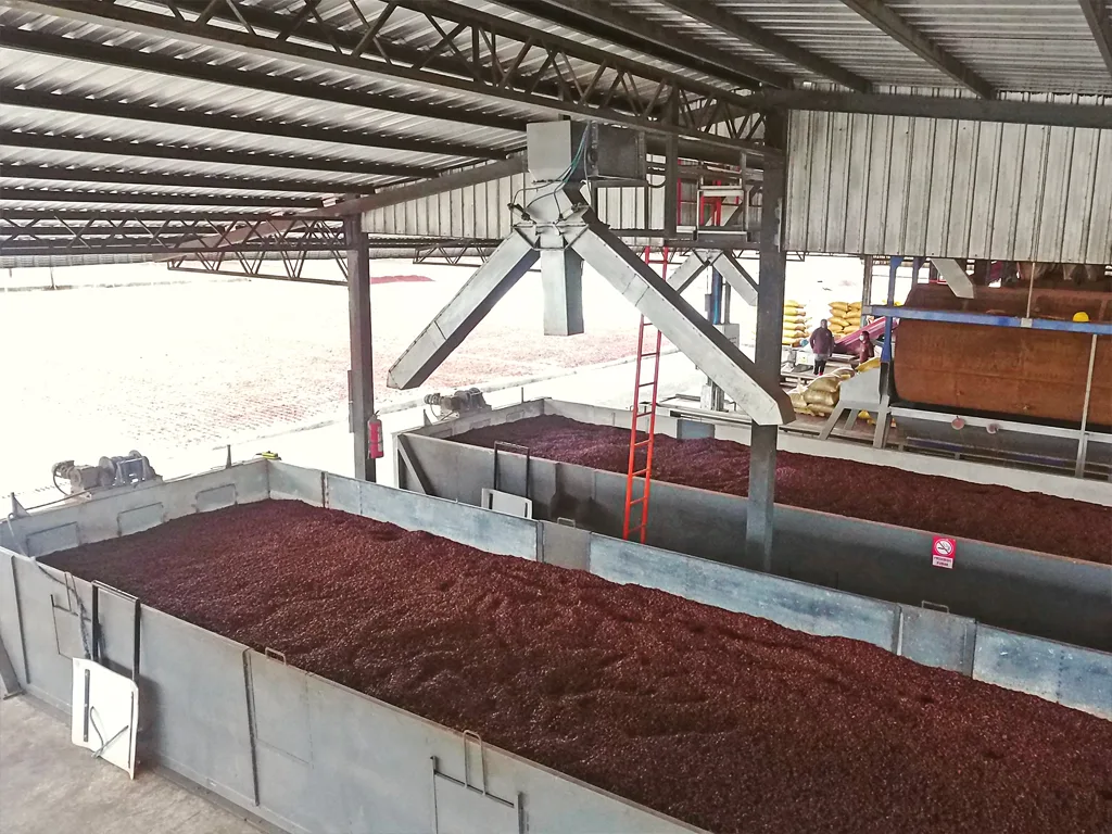 Mecanización completa de una planta de post cosecha de cacao